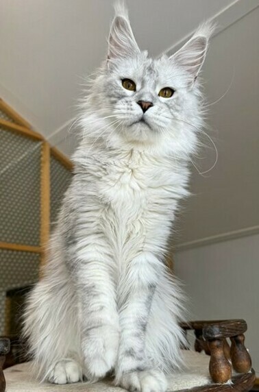 питомник мейн кунов Silver Style питомник мейн кунов Silver Style