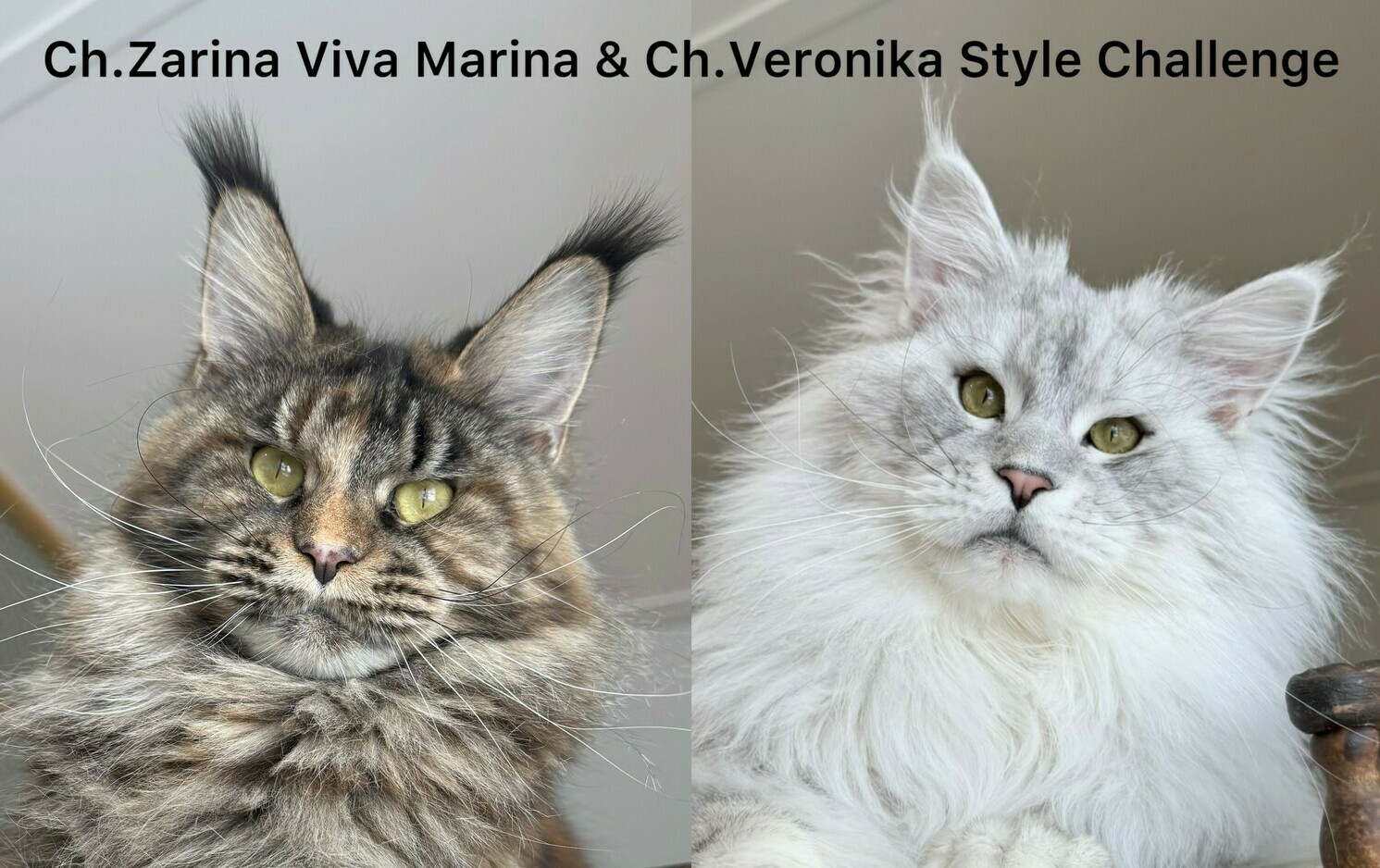 питомник мейн кунов Silver Style