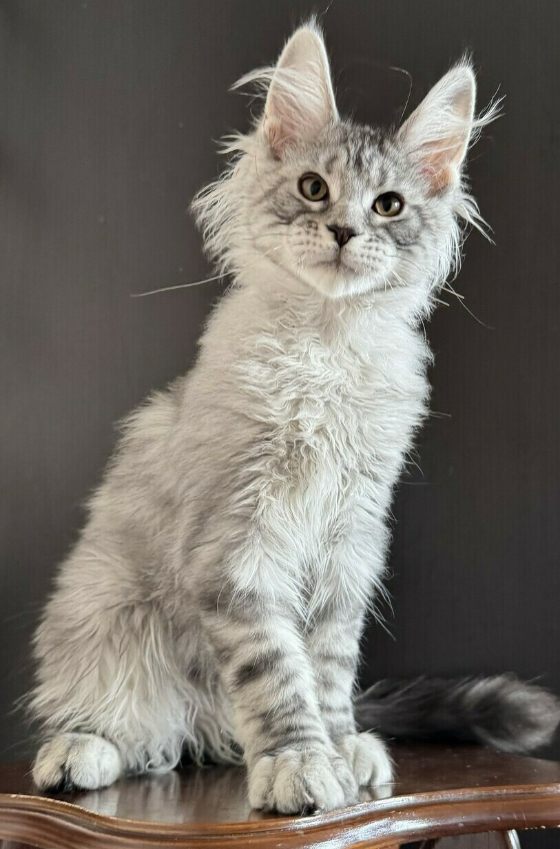 питомник мейн кунов Silver Style