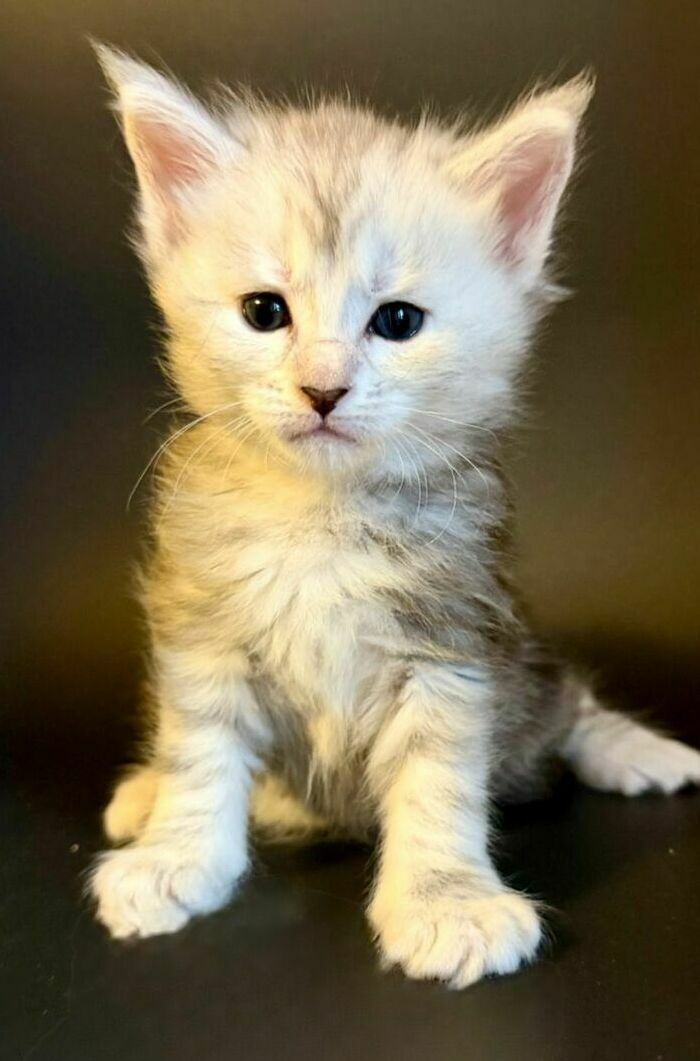 питомник мейн кунов Silver Style