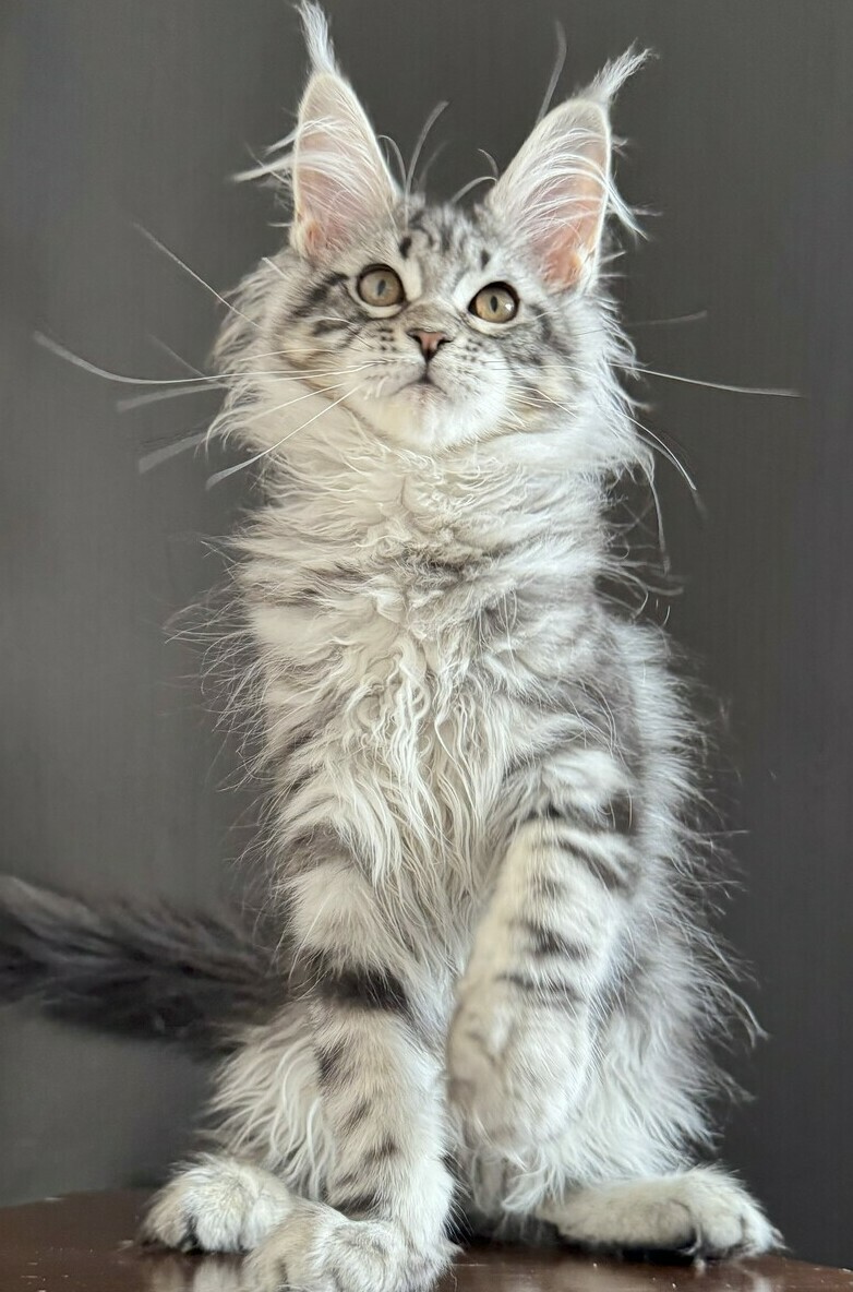 питомник мейн кунов Silver Style