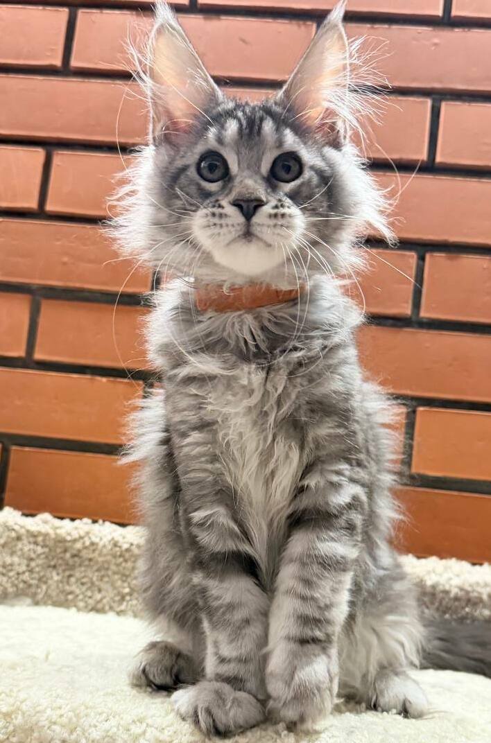 питомник мейн кунов Silver Style питомник мейн кунов Silver Style