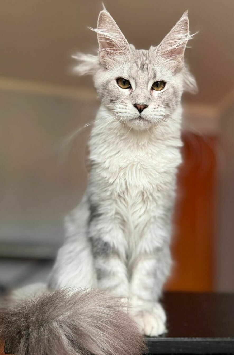 питомник мейн кунов Silver Style