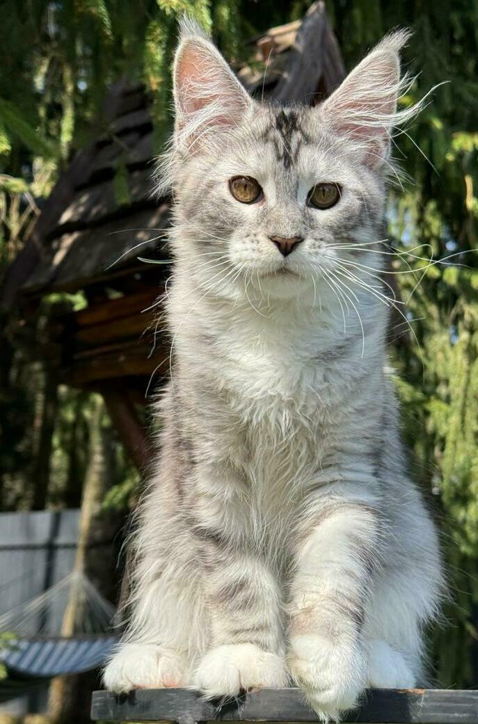 питомник мейн кунов Silver Style питомник мейн кунов Silver Style