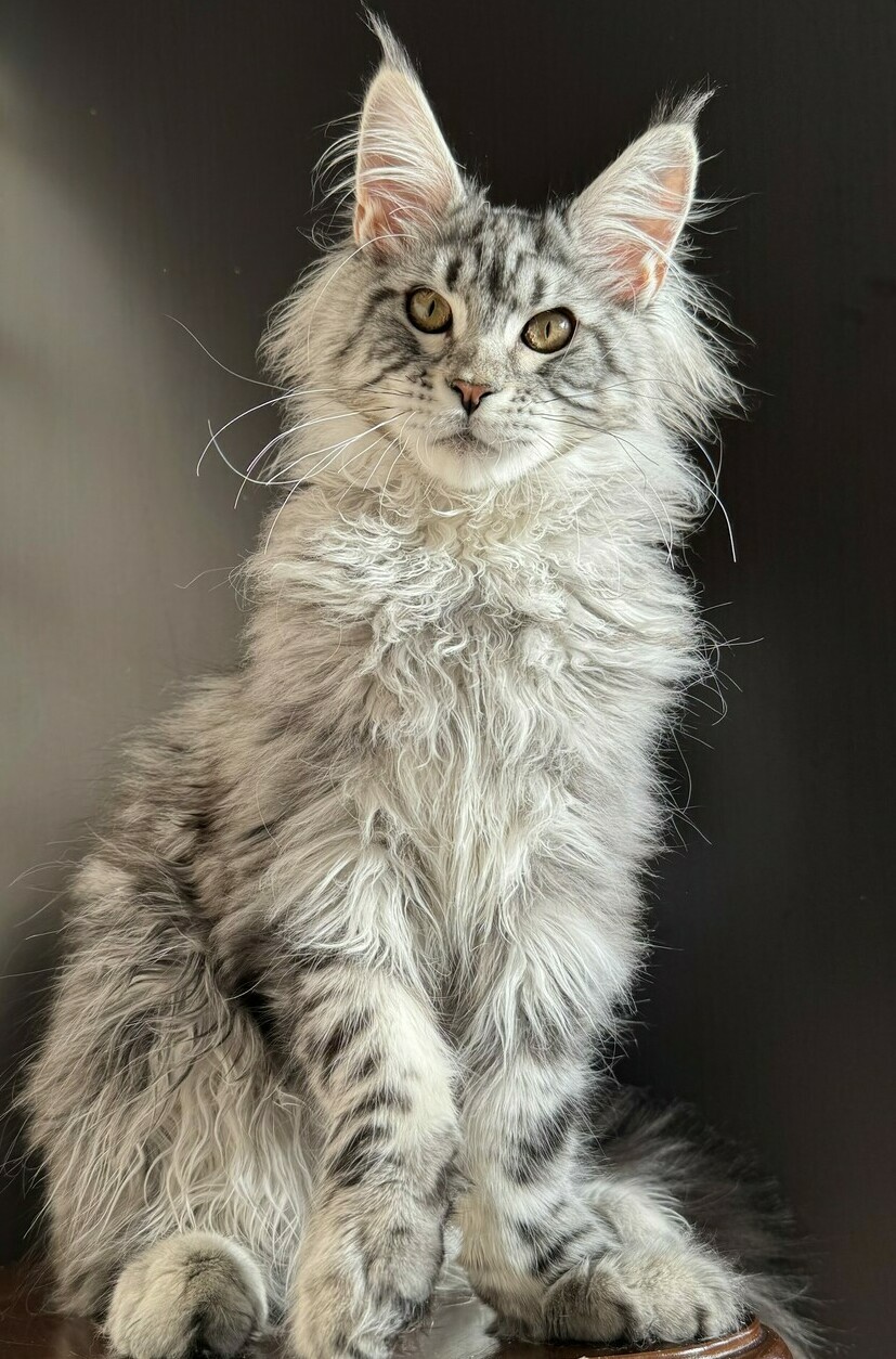 питомник мейн кунов Silver Style