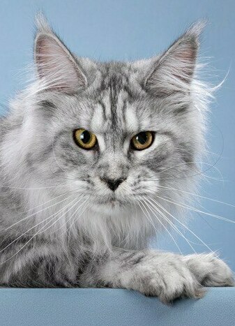 питомник мейн кунов Silver Style питомник мейн кунов Silver Style