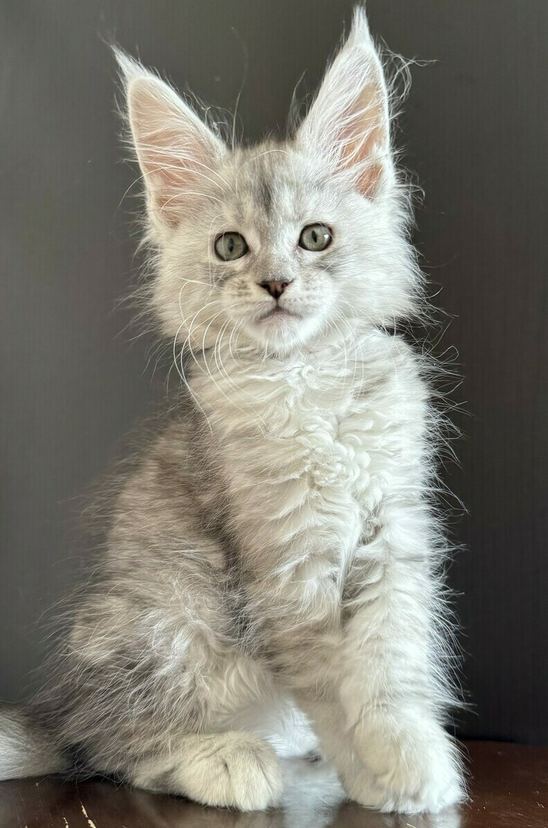 питомник мейн кунов Silver Style