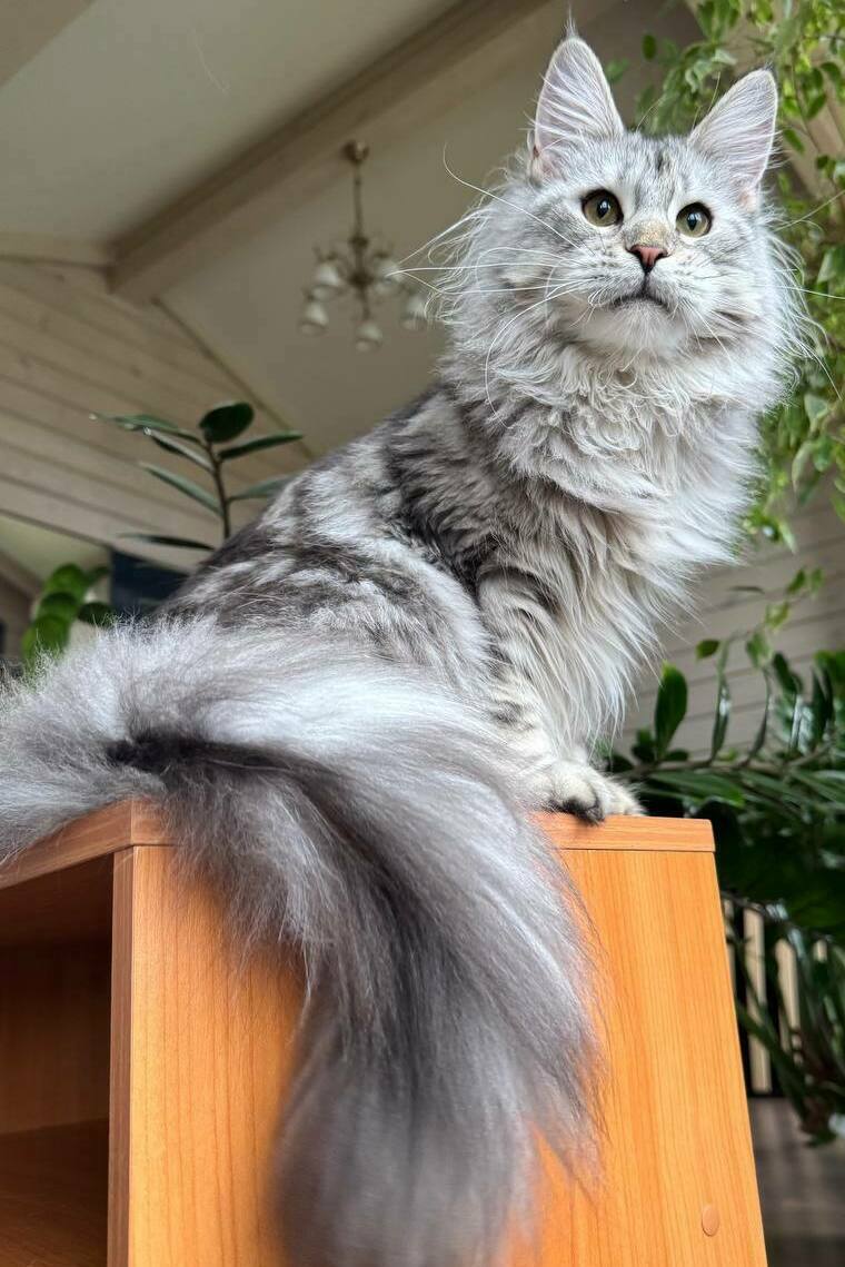 питомник мейн кунов Silver Style питомник мейн кунов Silver Style