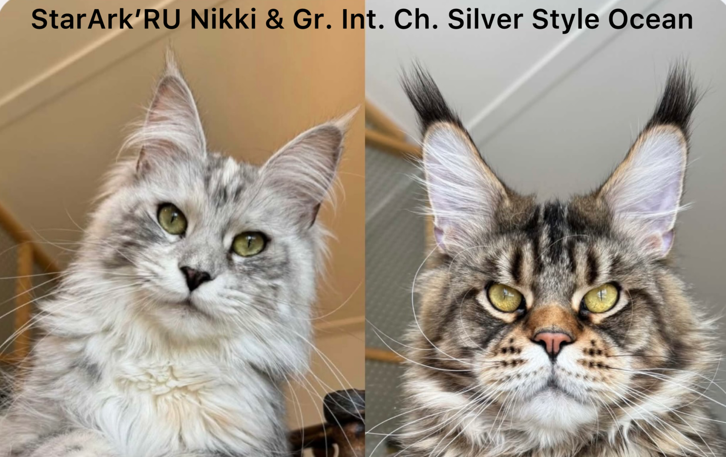 питомник мейн кунов Silver Style
