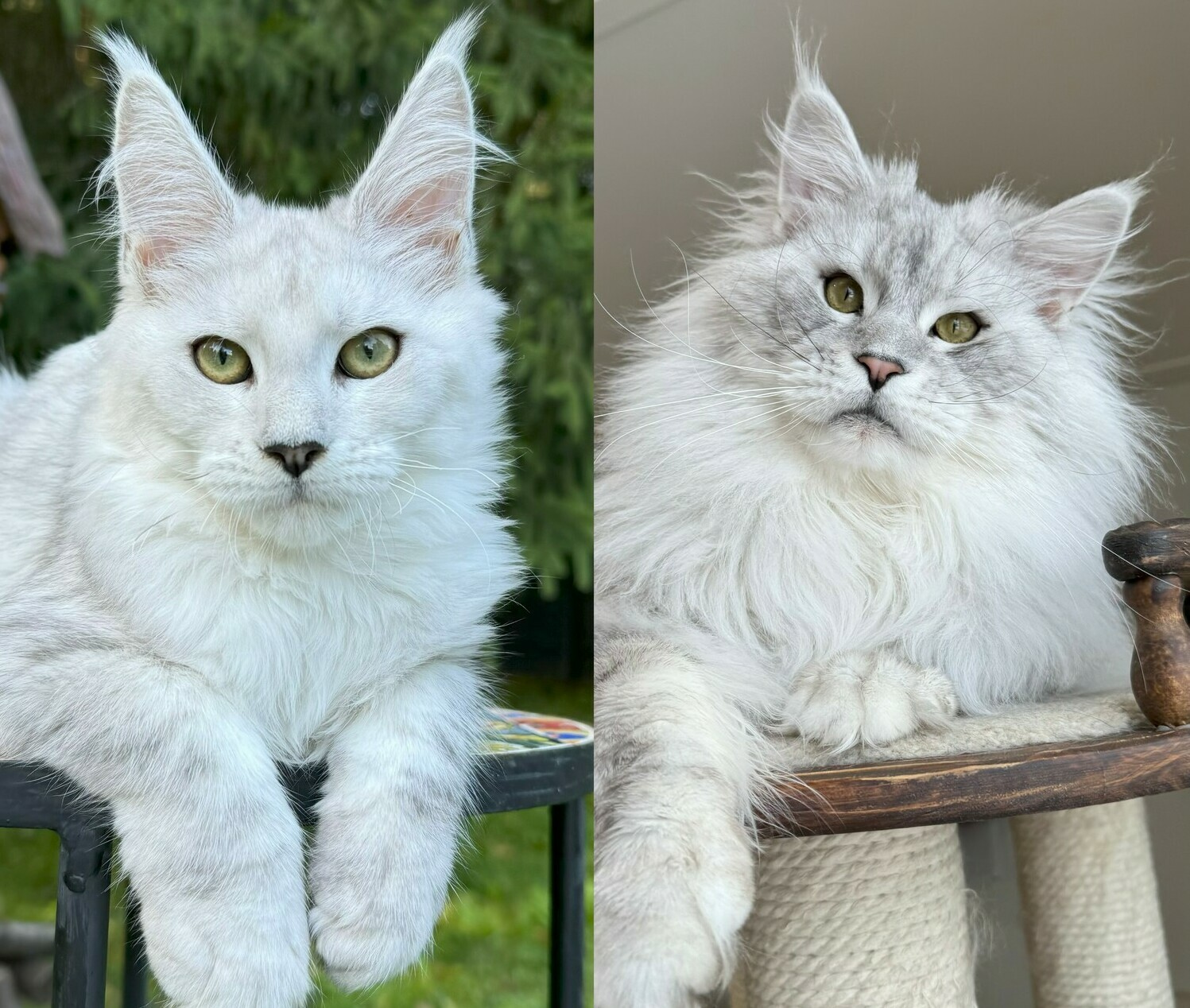 питомник мейн кунов Silver Style