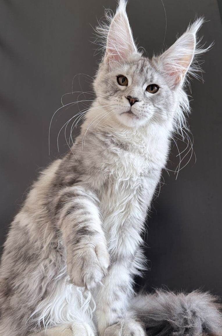 питомник мейн кунов Silver Style питомник мейн кунов Silver Style