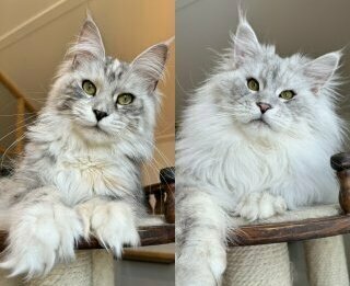 питомник мейн кунов Silver Style питомник мейн кунов Silver Style