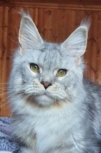 питомник мейн кунов Silver Style питомник мейн кунов Silver Style