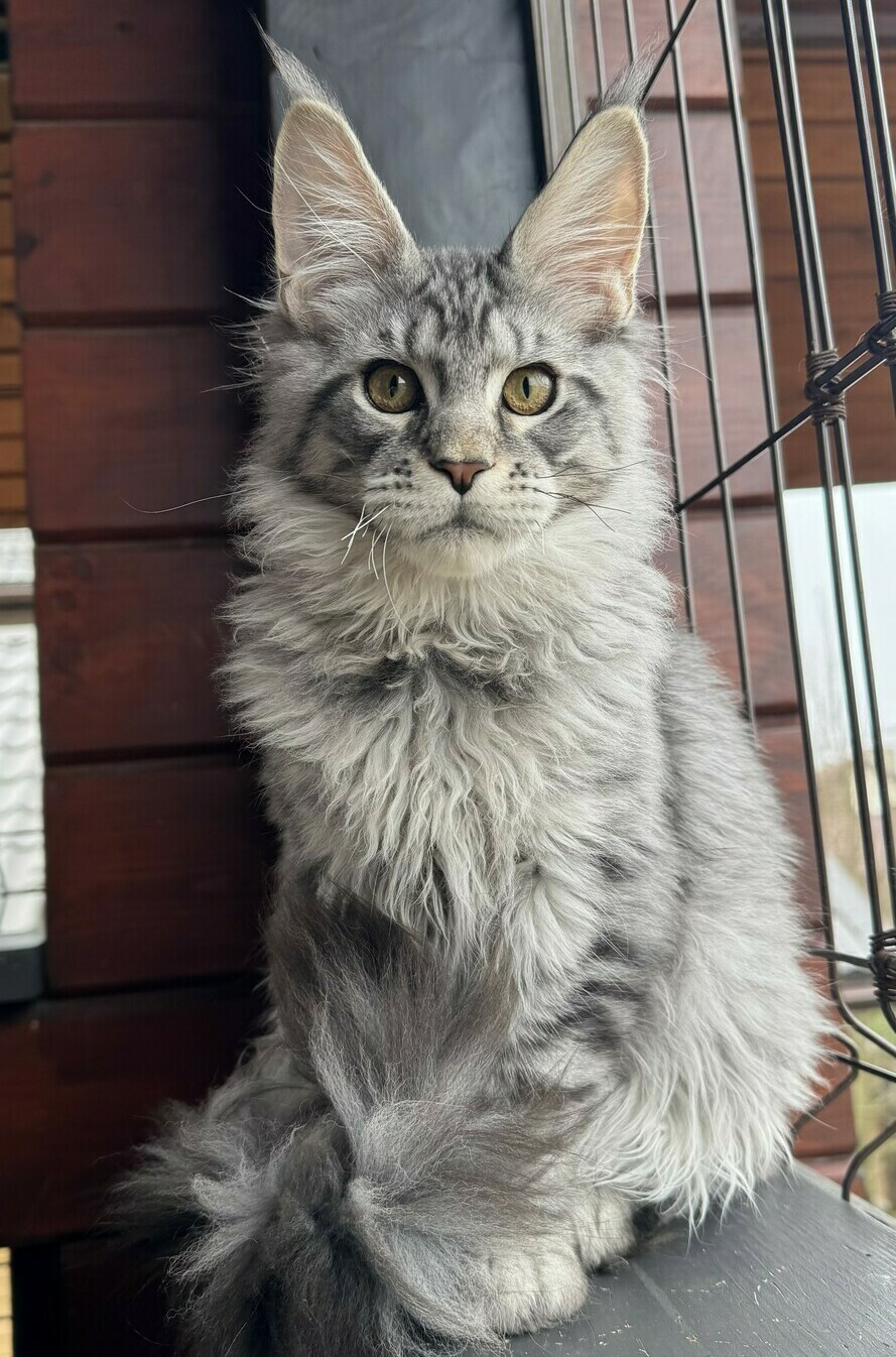 питомник мейн кунов Silver Style