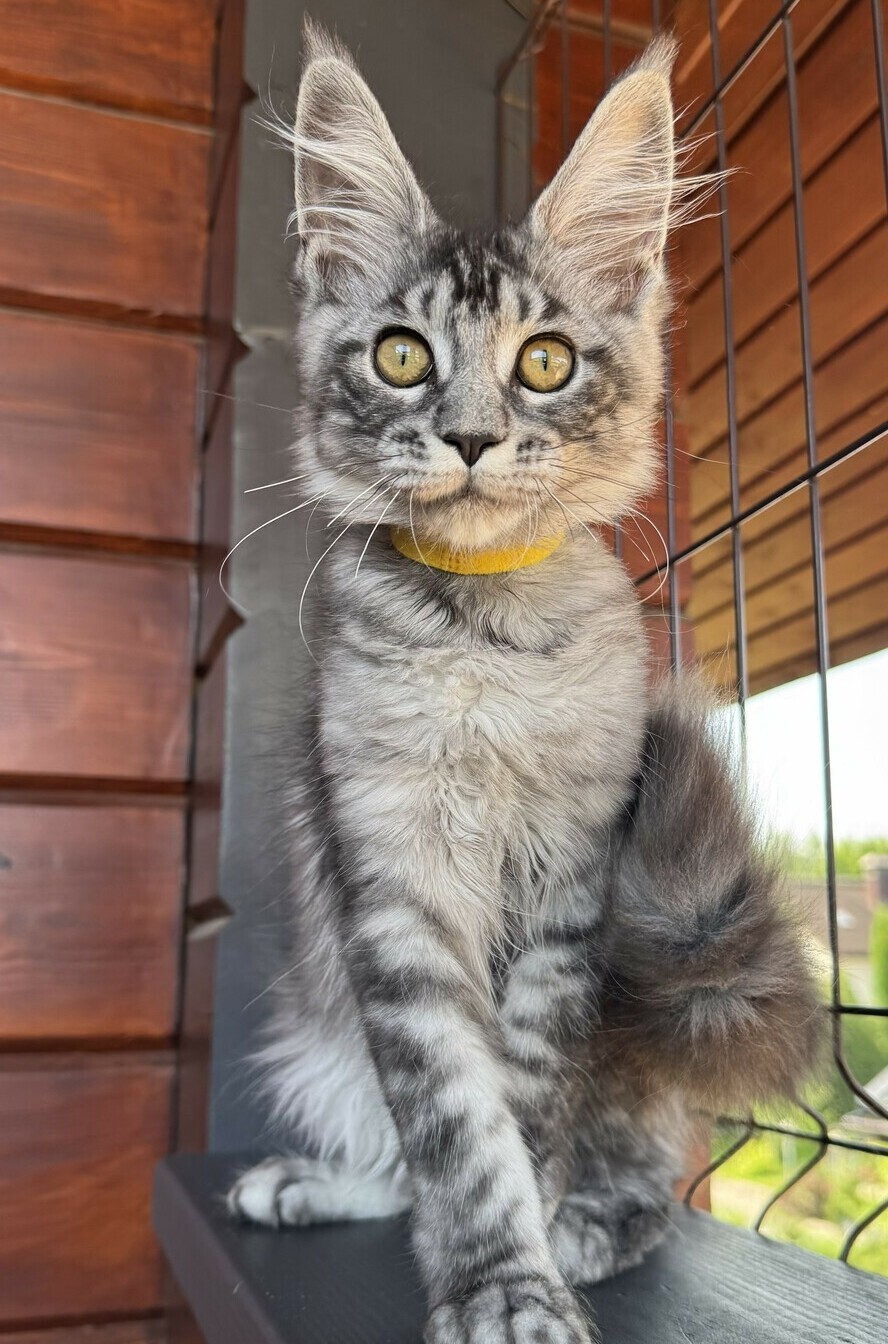 питомник мейн кунов Silver Style
