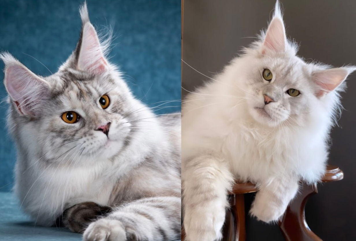 питомник мейн кунов Silver Style питомник мейн кунов Silver Style