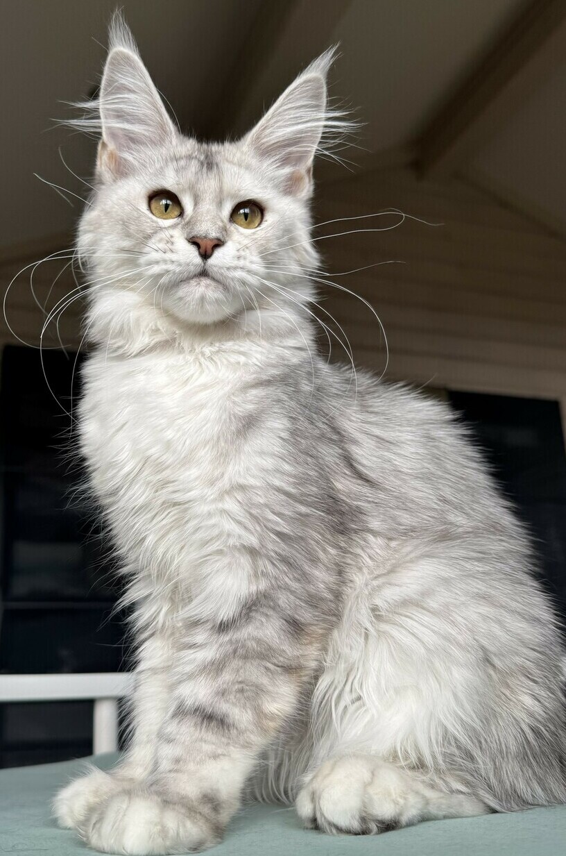 питомник мейн кунов Silver Style питомник мейн кунов Silver Style