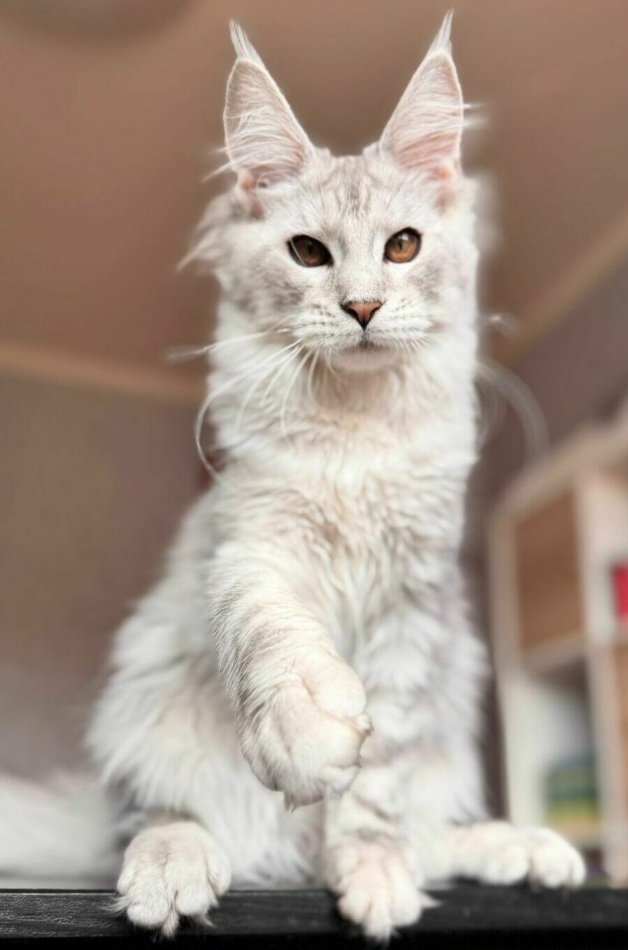 питомник мейн кунов Silver Style