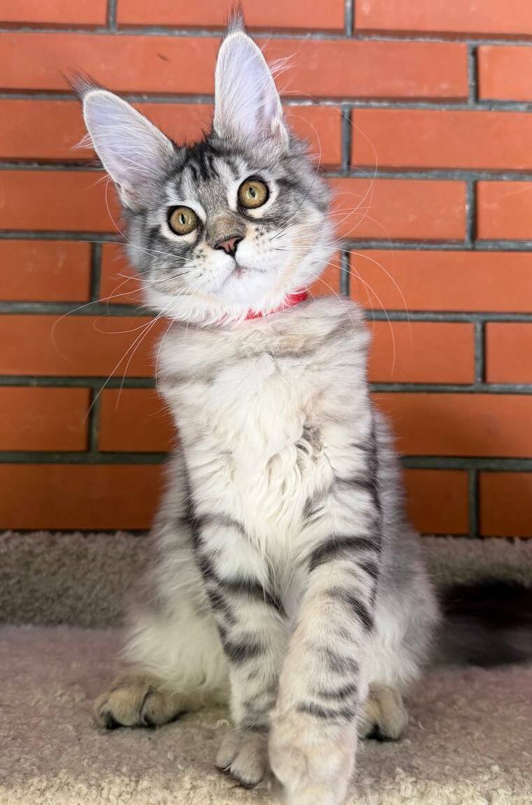 питомник мейн кунов Silver Style питомник мейн кунов Silver Style