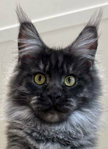 питомник мейн кунов Silver Style питомник мейн кунов Silver Style