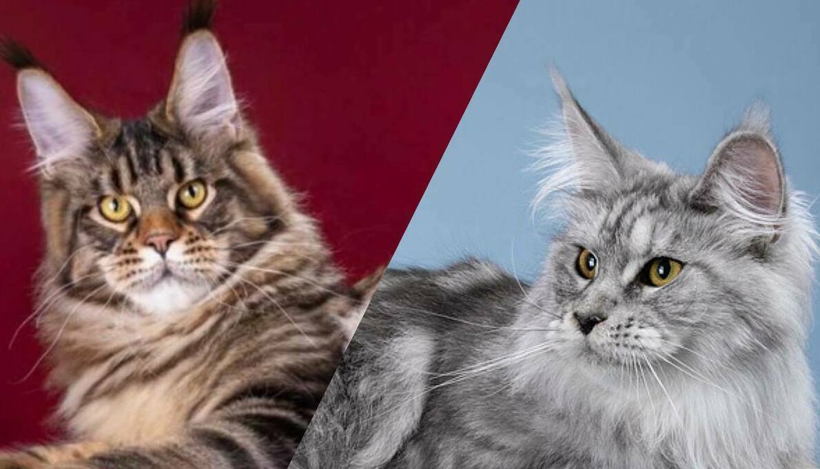 питомник мейн кунов Silver Style питомник мейн кунов Silver Style