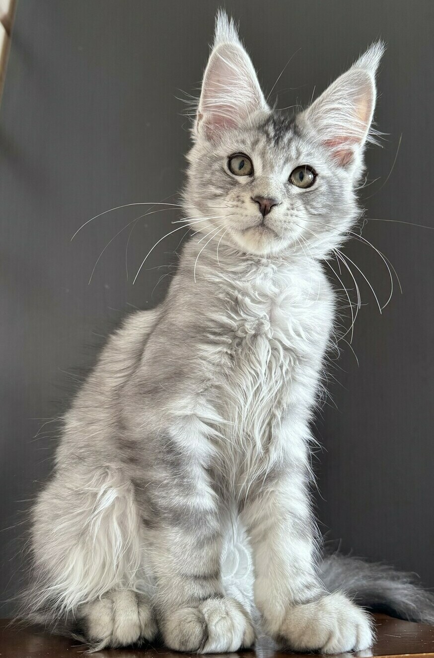 питомник мейн кунов Silver Style