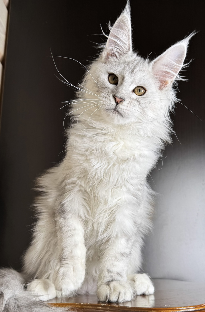 питомник мейн кунов Silver Style