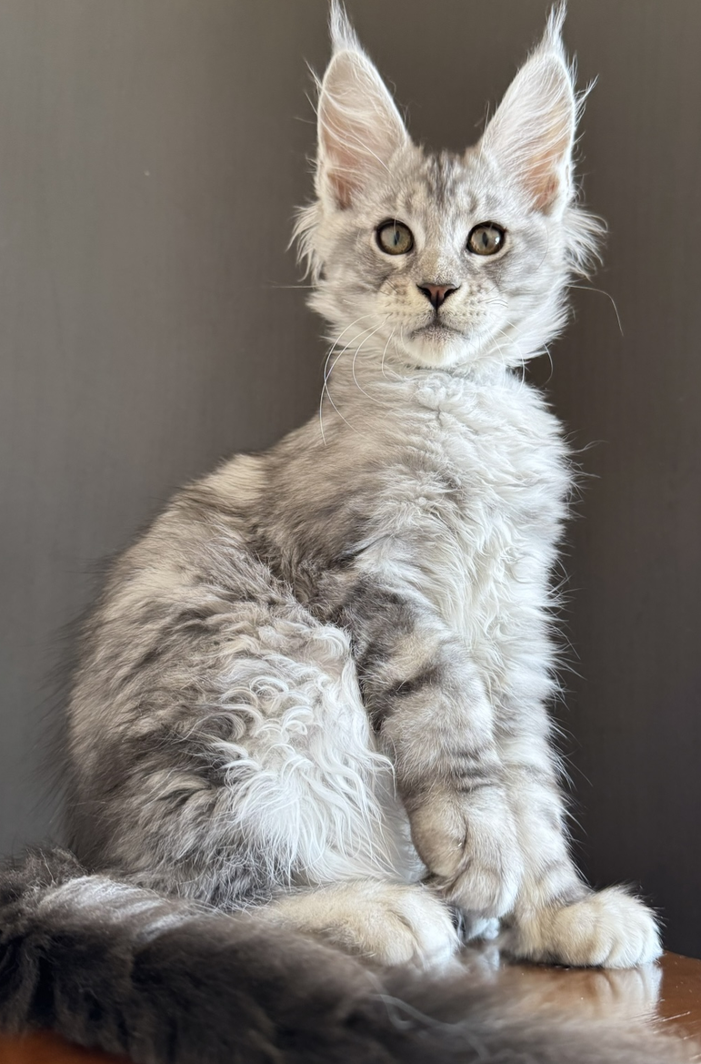 питомник мейн кунов Silver Style