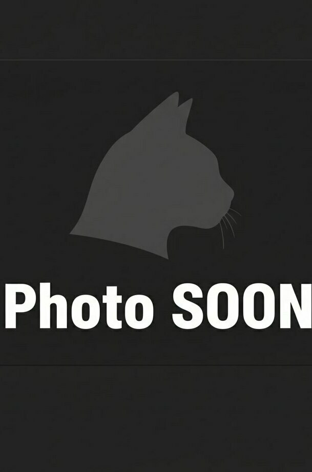 питомник мейн кунов Silver Style питомник мейн кунов Silver Style