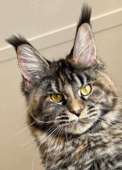 питомник мейн кунов Silver Style питомник мейн кунов Silver Style