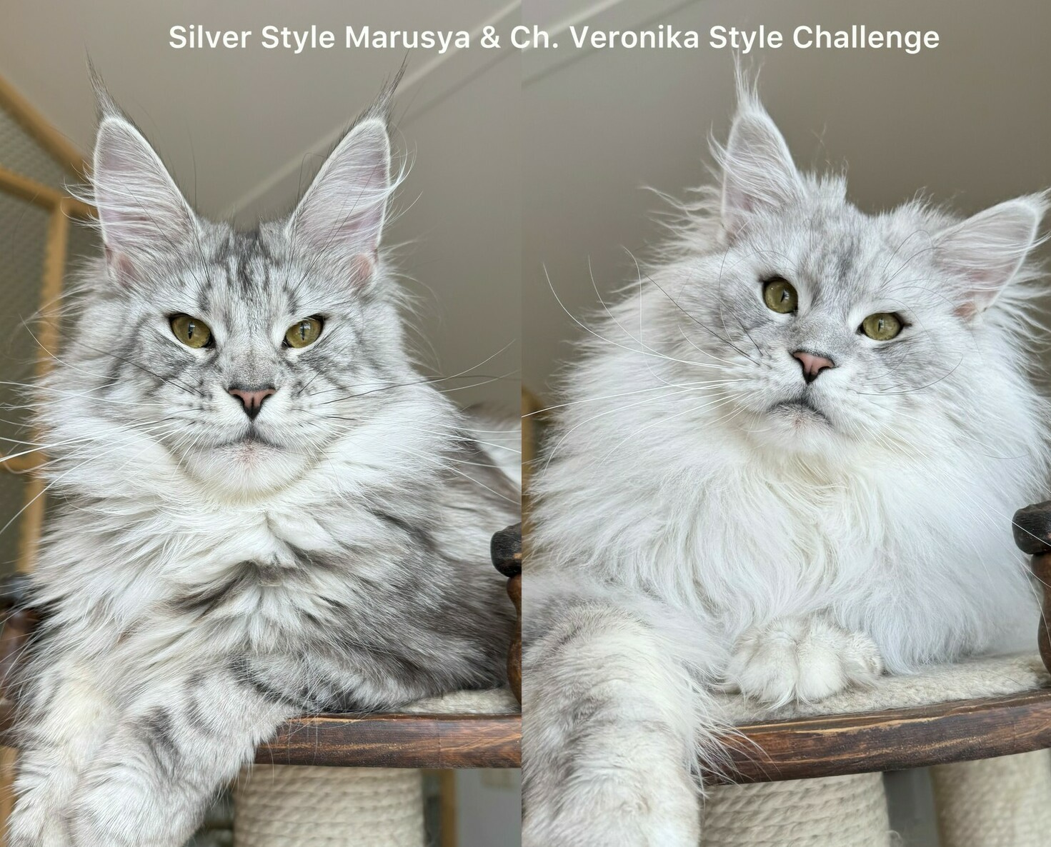 питомник мейн кунов Silver Style