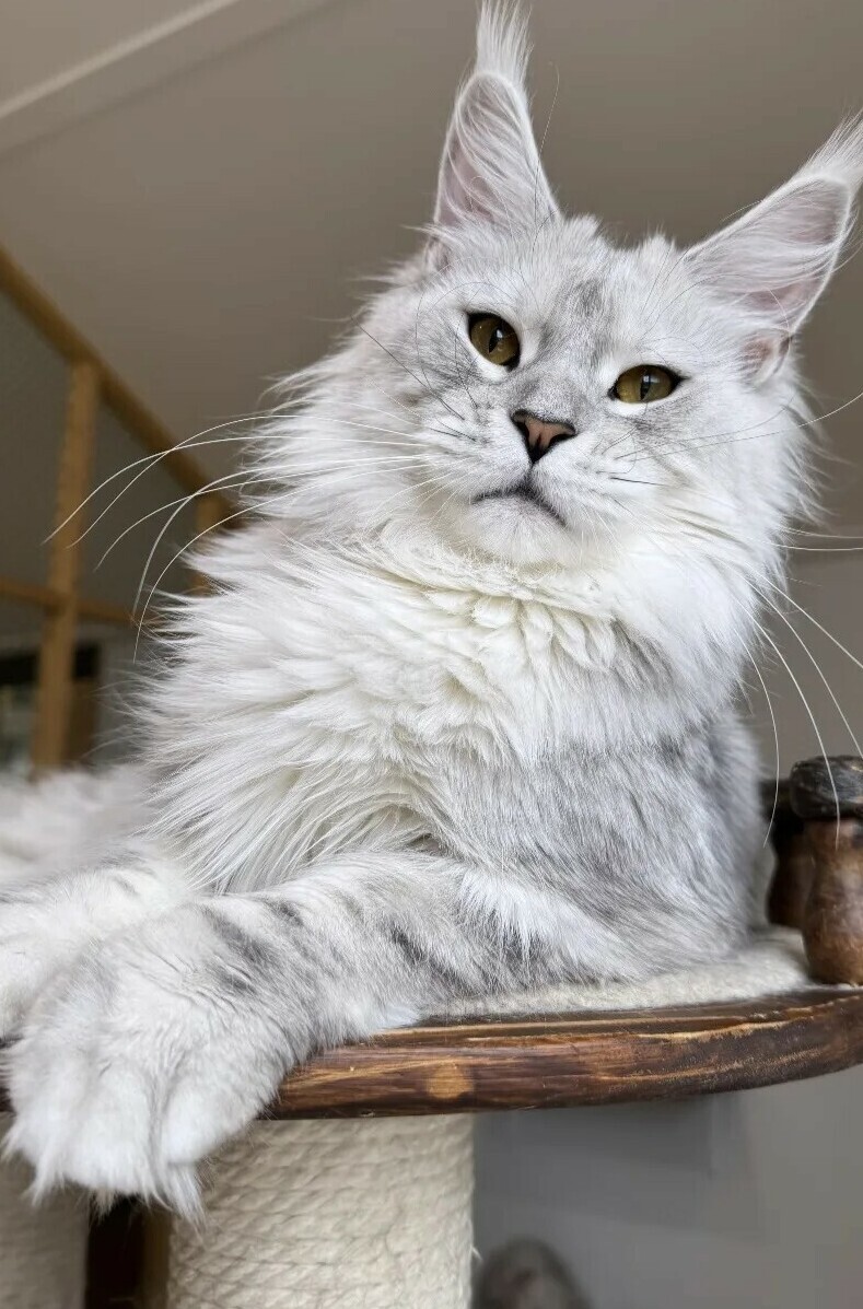 питомник мейн кунов Silver Style питомник мейн кунов Silver Style