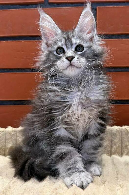 питомник мейн кунов Silver Style