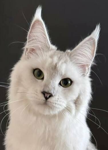 питомник мейн кунов Silver Style