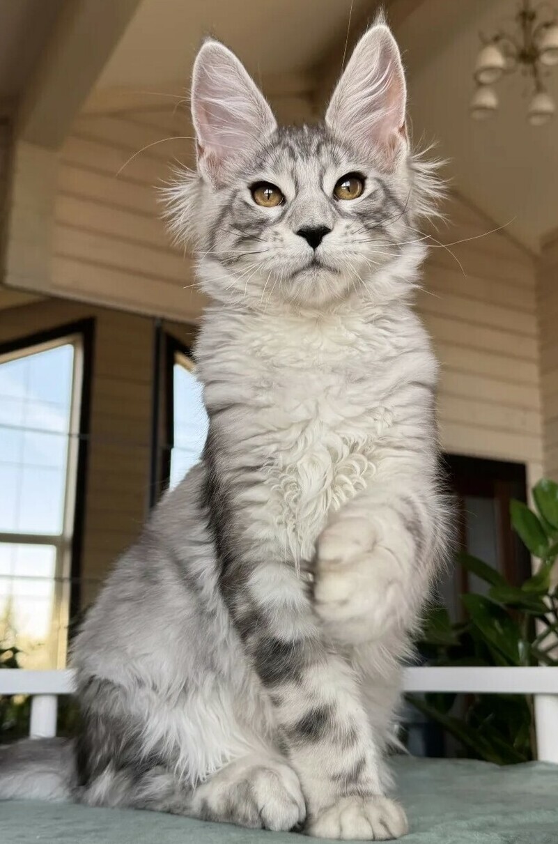 питомник мейн кунов Silver Style питомник мейн кунов Silver Style