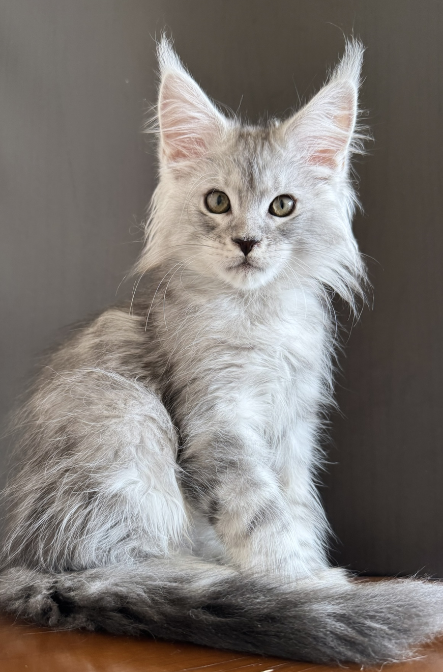 питомник мейн кунов Silver Style