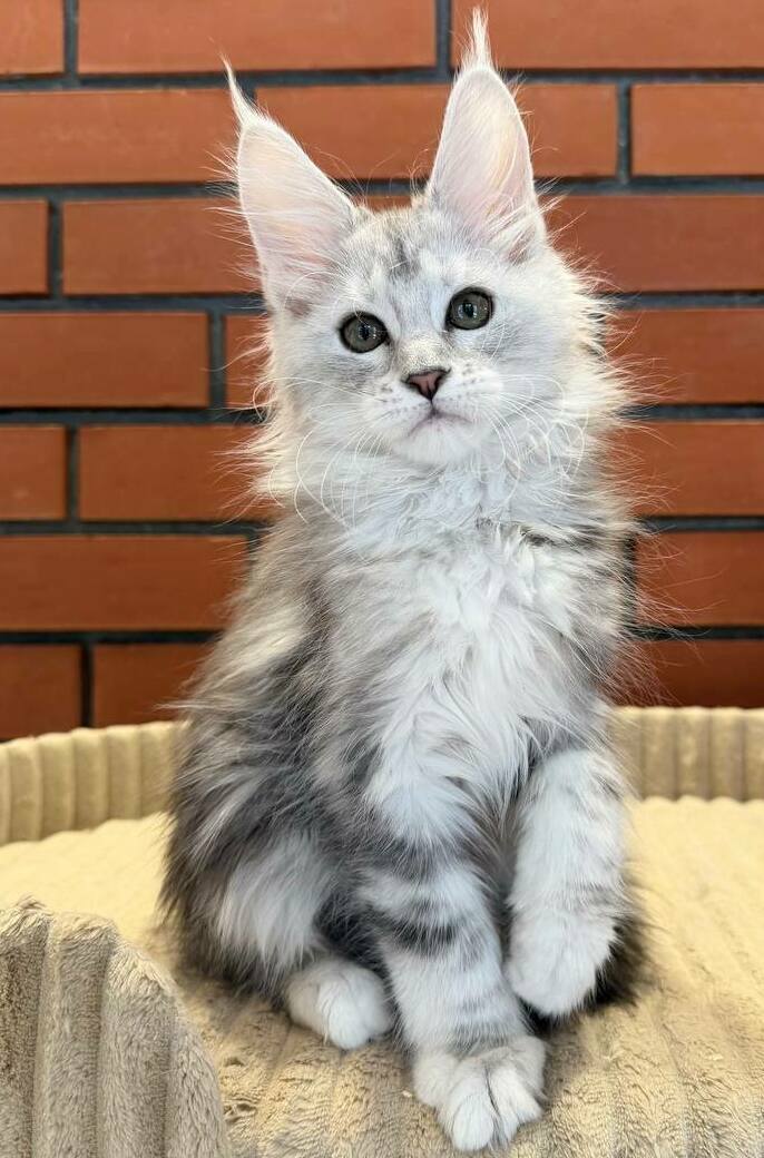 питомник мейн кунов Silver Style