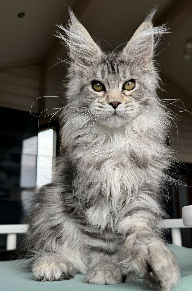 питомник мейн кунов Silver Style