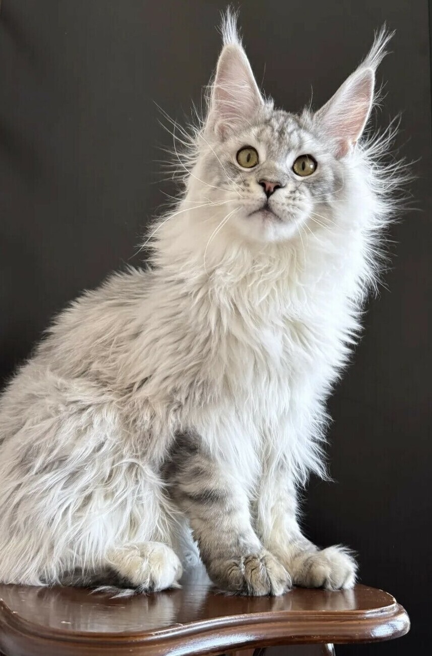 питомник мейн кунов Silver Style питомник мейн кунов Silver Style