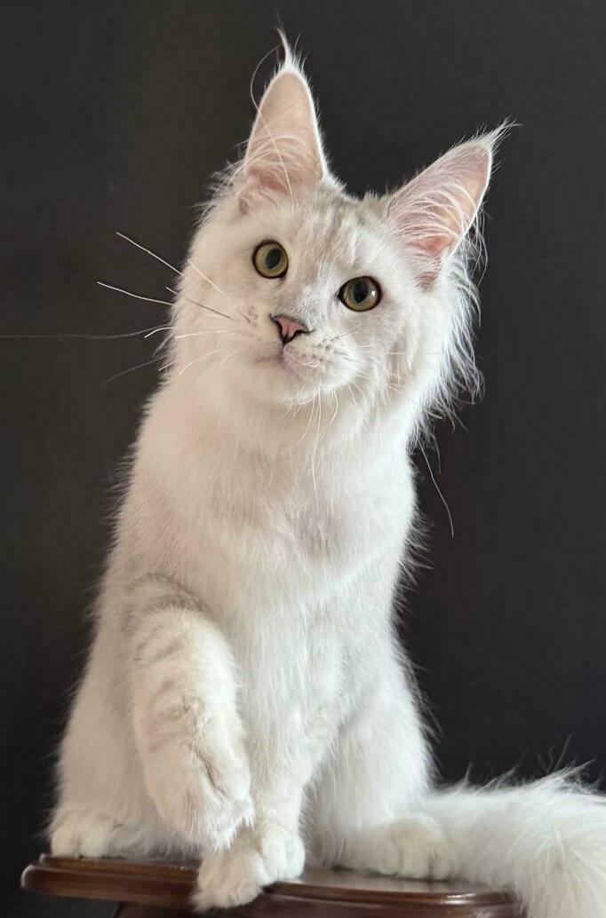 питомник мейн кунов Silver Style