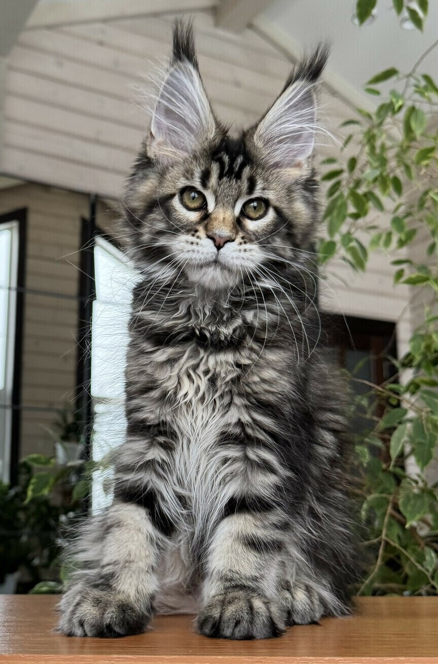 питомник мейн кунов Silver Style питомник мейн кунов Silver Style