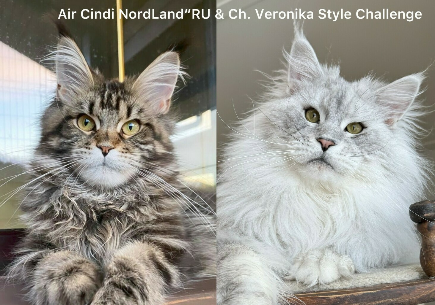 питомник мейн кунов Silver Style