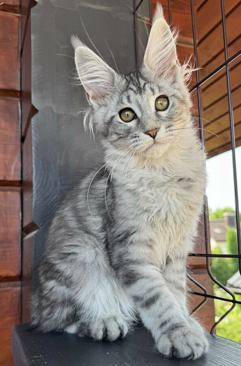 питомник мейн кунов Silver Style