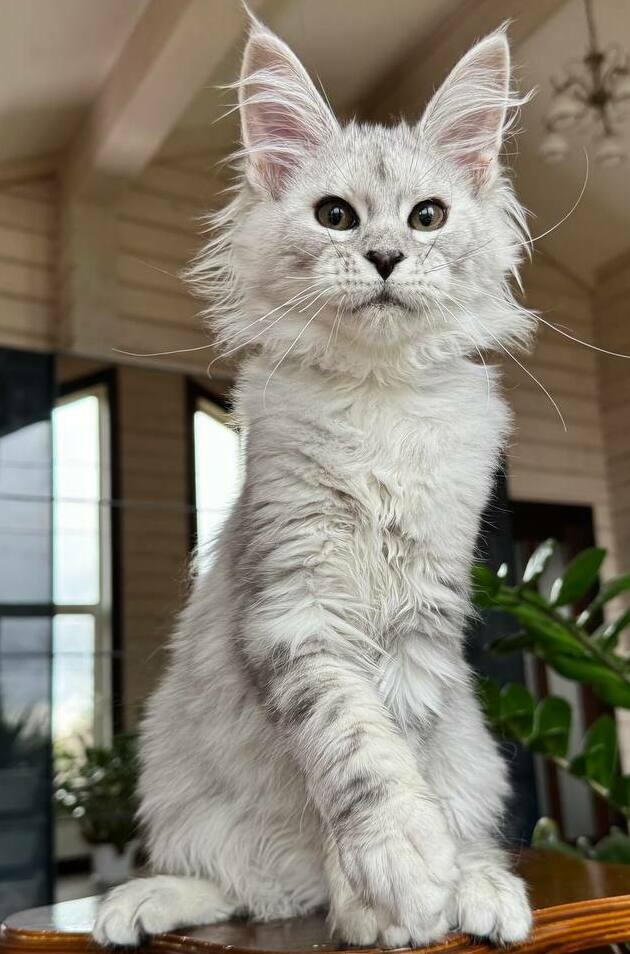 питомник мейн кунов Silver Style