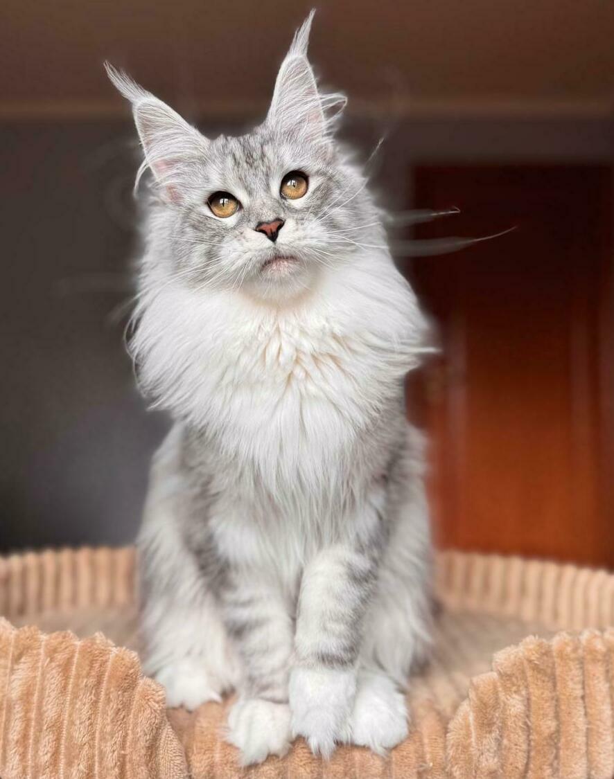питомник мейн кунов Silver Style