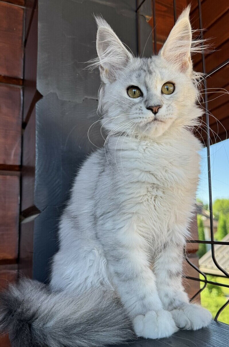 питомник мейн кунов Silver Style