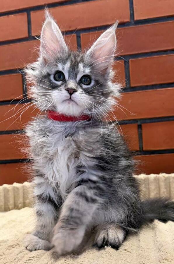 питомник мейн кунов Silver Style