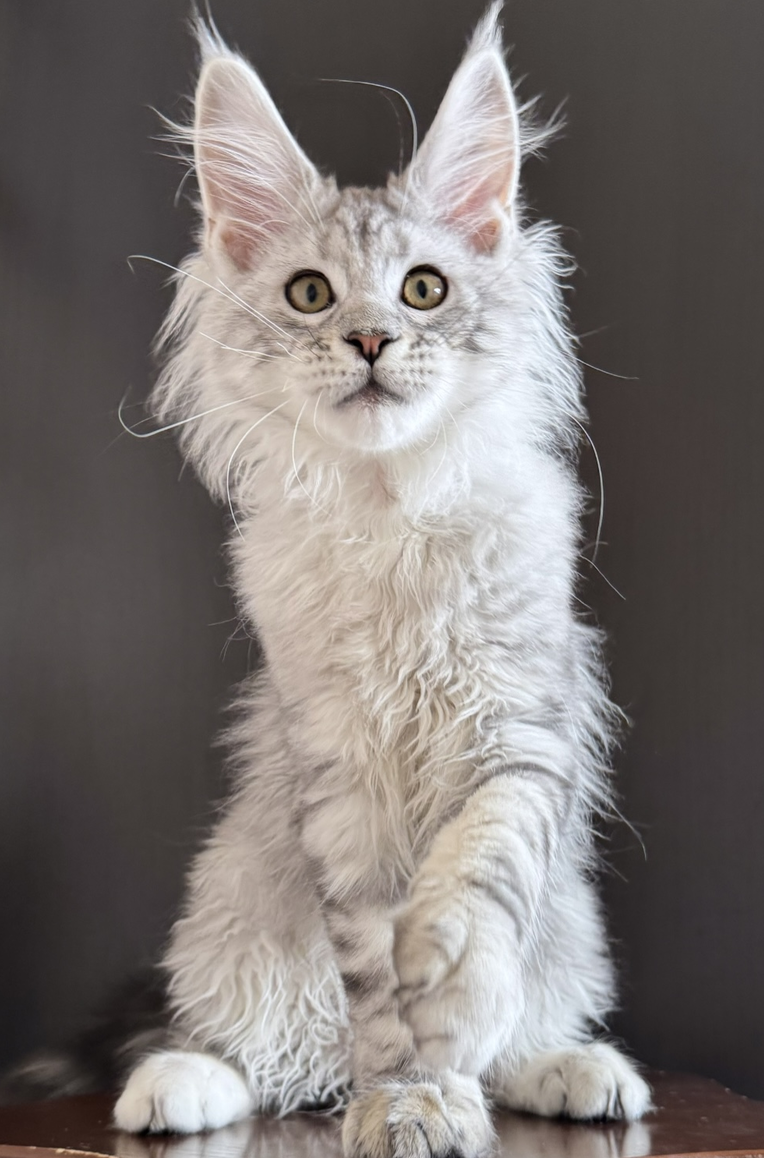 питомник мейн кунов Silver Style